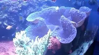 Tridacna gigas - Update 26.10.2016