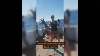Blue Juice Charters -Rock Lobster Tours
