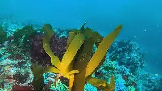 Diving the Carmel Pinnacles