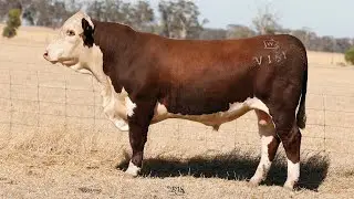 Lot 38 DAYV161 Days Whiteface 2026
