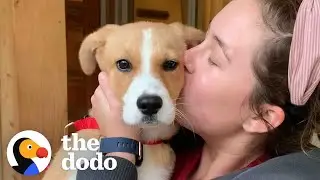 Puppy Who Couldn&rsquo;t Stop Crying At The Shelter Is So Happy In Her Forever Home | The Dodo