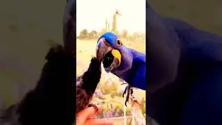 Important bereed quality birds UK blood Line