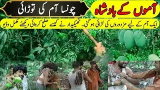 World Famous Pakistani Mangoes | Mangoes Harvesting | Mango Farming in Pakistan 
