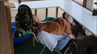 귓속말 하는 고양이 때문에 낮잠을 잘 수가 없었다