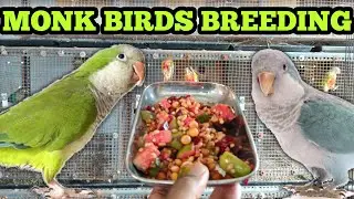 Monk Birds Breeding Setup | Monk Breeding Food Tips | Tamil | Fancy Birds Chennai