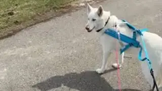 Pulling at the park Atlas Siberian Husky and Pals is live!