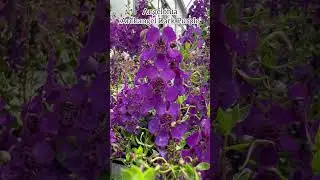Angelonia &lsquo;Archangel Dark Purple&rsquo; #angelonia #annualplant #flowers #fleurs #plantaginaceae #plants