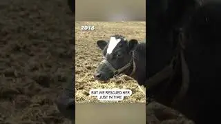 A mother cow & her child have the sweetest reunion you will never forget #short #vegan #food #viral
