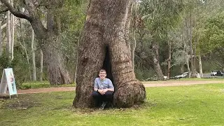 Yanchep National Park Perth Western Australia