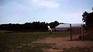 Indian Pony