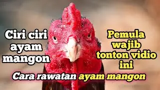 ciri ciri ayam mangon dan cara rawatannya