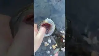 603B8TS  -  Custom Fishing Baits