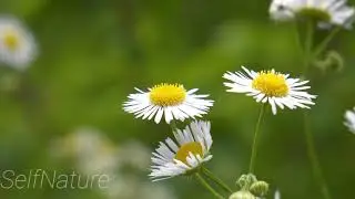 Nature Birdsong - Relaxing Nature Sounds - Birds Chirping - HD 1080P - WhatsApp Status