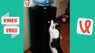 Funny Animals Vines   Vine compilation 2017