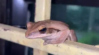 Polypedates maculatus