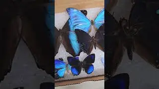 Nature's Blue Beauties - Blue Lepidopterans