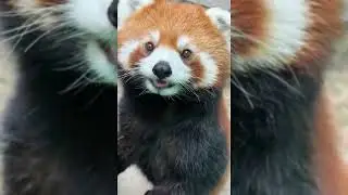 Cat with an Incredible Brain 😲 Funny Cat Videos 2025