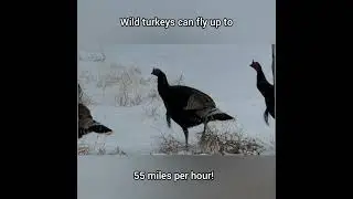 Wild Turkeys #birds #animal #wildlife #nature #funfacts #new #shorts #uintanature #wildturkey
