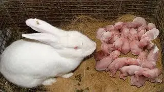VISITING RABBIT RANCH -The elevated bamboo breeding set-up