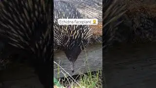 Echidna is getting off the boardwalk by any means necessary #australiananimals #animals