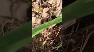 Carder bees repairing their nest (Rachel Purchase, June 2025)