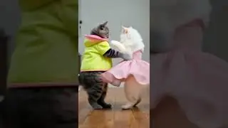 Cat Couple 😹🎶 Funky Dance Moves & Laughing Fun @Funvideo12348