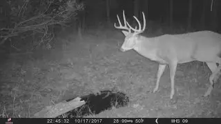 5 Tips For An Early Season Bowhunting Buck