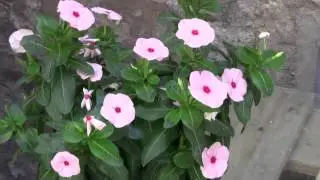 Pot Plants 02