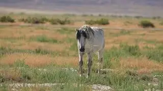 Wild Horse Onaqui Walking on grass #horse #onaqui #nature #wildlife #wild #grass #vildkast HA13830