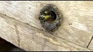 Melipona seminigra pernigra