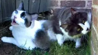 Otto and Egon Go Outside