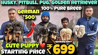 Cheapest Dogs Market In Delhi NCR | German Shepherd, Husky, Pitbull | Dog in 999* | Sky Pet Shop