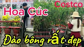 Đi Costco Garden Grove-Gặp YouTuber Xinh Đẹp Ngoài Đời! || Hàng Tết Về Tràn Ngập, Cây Đào, Hoa Cúc 