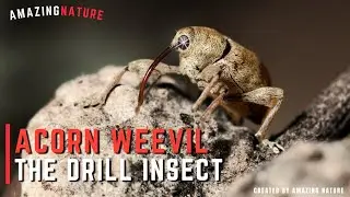 Acorn Weevil - The Drill Insect