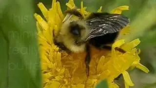 Bee Mimics