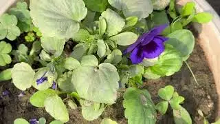 Pansy scented seasonal flower