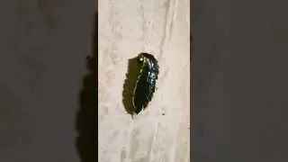 Glow worm #shorts #short #shortsvideo #animals