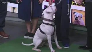 Deaf Dog Awareness