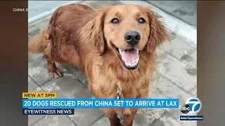 20 dogs rescued from China's meat trade, on way to LAX
