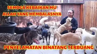 PECINTA ANJING