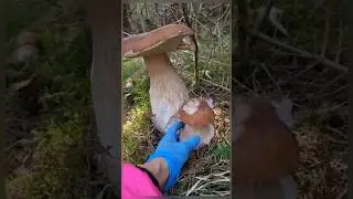 Mushrooms from the Carpathian mountains #2025 #funghi #porcini #boletus