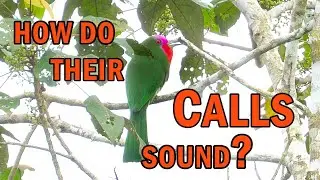 Red-bearded Bee-Eater CALLS |【46】小小時光 Short Clip Series