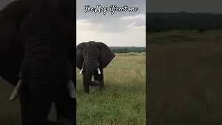 One of the big 5's of Africa#big5 #africa#elephant#serengetinationalpark#music #bolleywoodsong