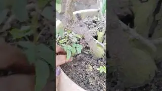 hybrid rose plant se new plant ugane ka easy tarika #trending #garden #ytshorts
