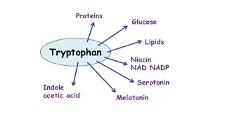 Tryptophan| Niacin Synthesis| Serotonin| Melatonin| Protein Series| Mightymedicoz