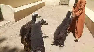 عرض الدبابات بشريه متاح ثلاث نتايات توأم برديسي بيور تبع المعلم هاني ارحومه رقم التليفون 01122689808