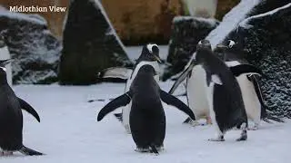 Edinburgh Zoo penguins enjoying the capital's snowy weather