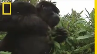 How to Survive a Gorilla Charge | National Geographic