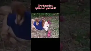 Relatable #dog #funny #memes