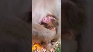 Monito tomando teta 🐒 Monkey taking tit